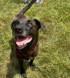 adoptable Dog in burnsville, NC named Eloise