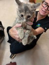 adoptable Cat in  named cheeto