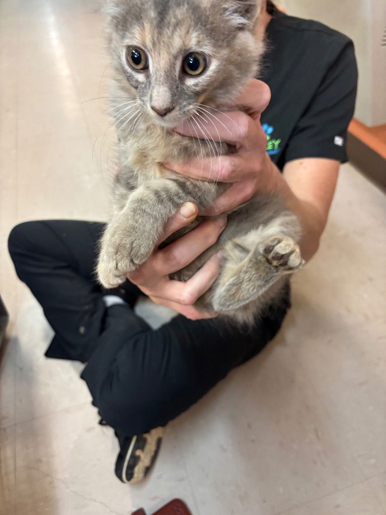 adoptable Cat in Burnsville, NC named Dorito