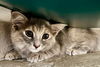 adoptable Cat in Burnsville, NC named Dorito