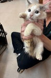 adoptable Cat in  named Ruffles
