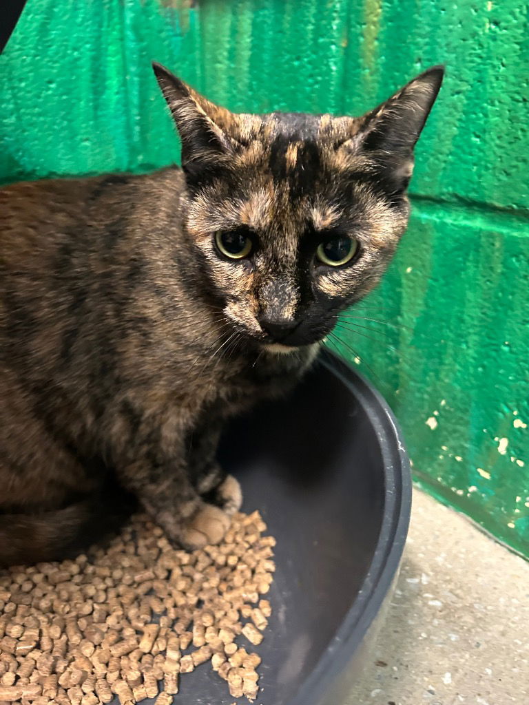 adoptable Cat in Burnsville, NC named Cleo