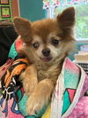 adoptable Dog in  named Bugger