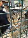 adoptable Cat in  named bobo