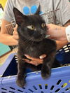 adoptable Cat in  named Jack