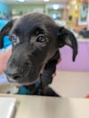 adoptable Dog in  named Ella