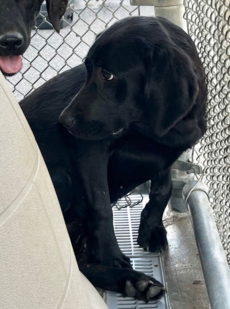 adoptable Dog in Burnsville, NC named Althea