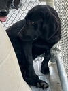 adoptable Dog in  named Althea