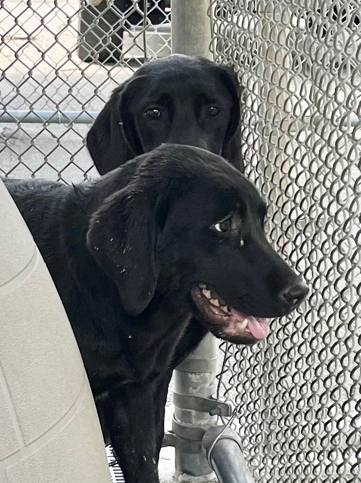 adoptable Dog in Burnsville, NC named Aretha
