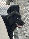 adoptable Dog in  named Aretha