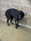 adoptable Dog in  named Becky
