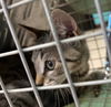 adoptable Cat in  named Snuggles