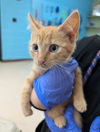 adoptable Cat in burnsville, NC named Garfield