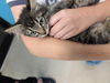 adoptable Cat in  named Luke