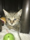 adoptable Cat in  named Small Fry