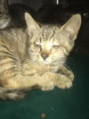 adoptable Cat in  named Tot
