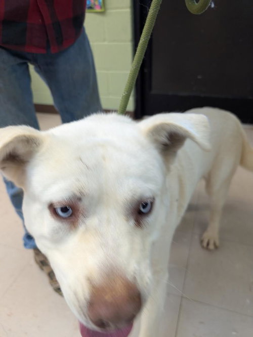picture of the dog needing adoption