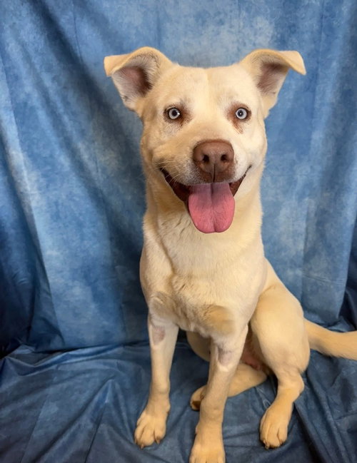 picture of the dog needing adoption