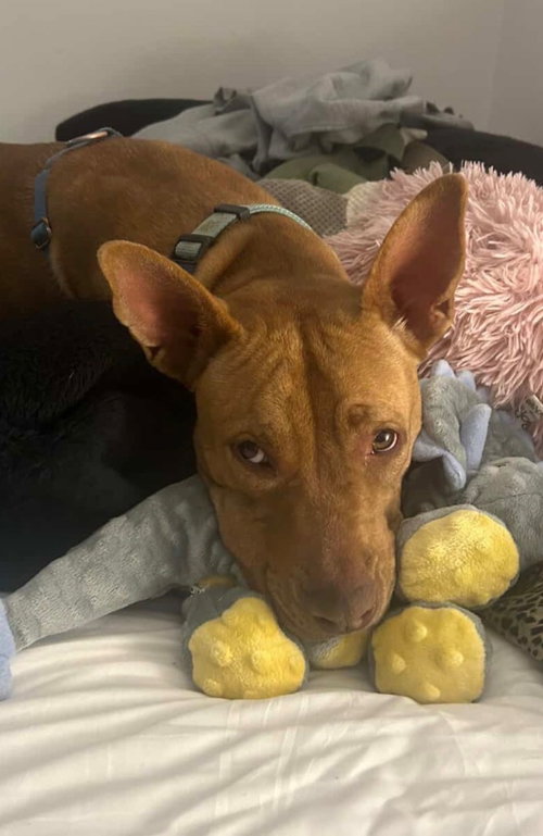 picture of the dog needing adoption