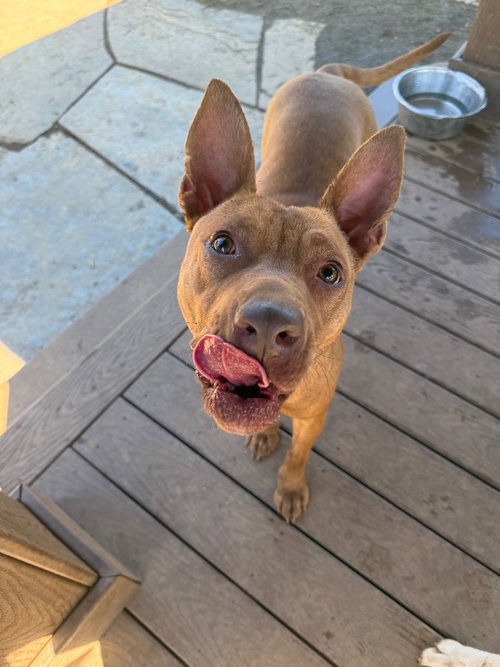 picture of the dog needing adoption