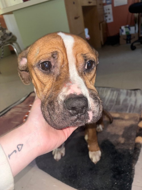 picture of the dog needing adoption