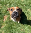Koa - Photo 1
