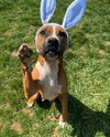 Koa - Photo 2
