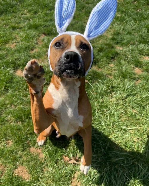 KOA - Boxer / American Staffordshire Terrier available for adoption