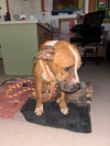 Koa - Photo 4