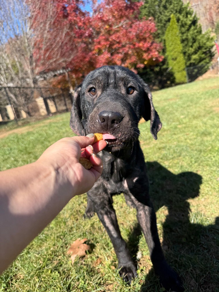 Bebe