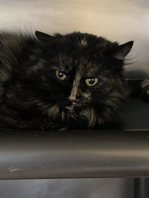picture of the cat needing adoption