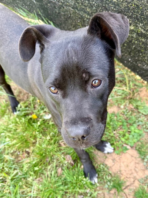 Kehlani, an adoptable Labrador Retriever in Burnsville, NC