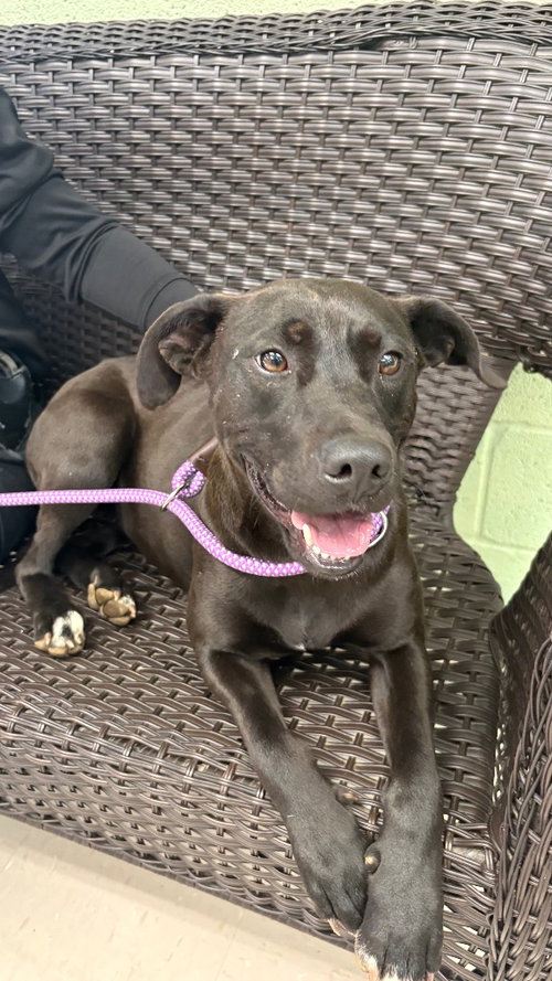 Maggie, an adoptable Labrador Retriever in Burnsville, NC