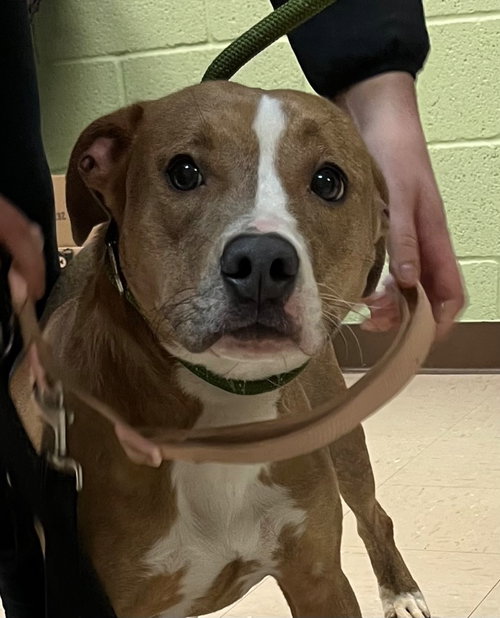 picture of the dog needing adoption