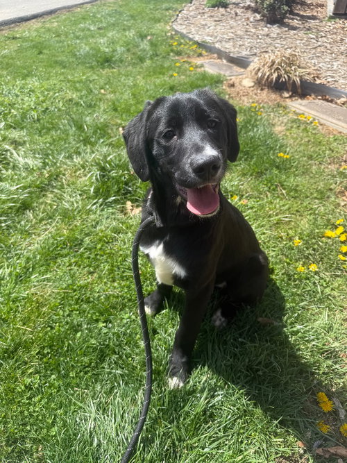 Ekin, an adoptable Labrador Retriever in Burnsville, NC