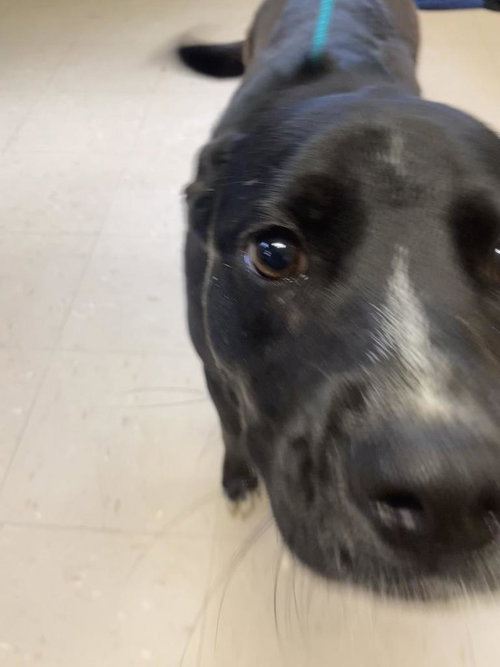 LANSING - Lakeland Terrier / Border Collie available for adoption