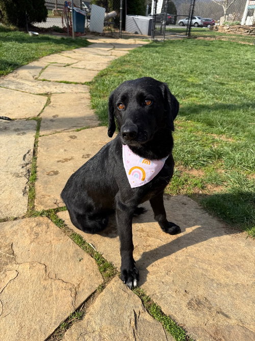 Huffalump, an adoptable Labrador Retriever in Burnsville, NC