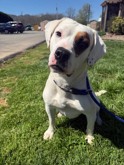 picture of the dog needing adoption