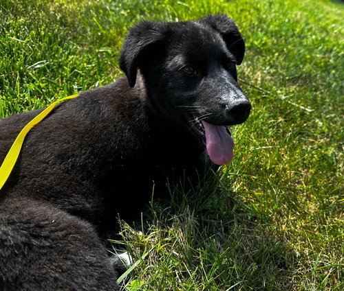 Pooh, an adoptable Australian Shepherd in Burnsville, NC