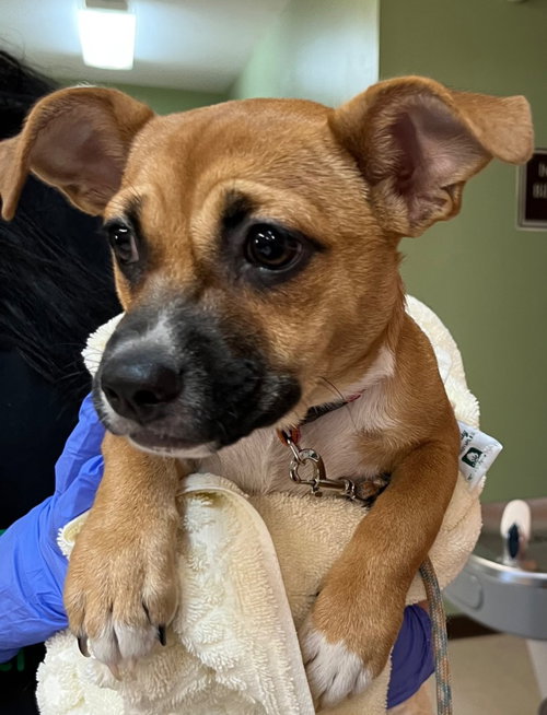 Peanut, an adoptable Feist in Burnsville, NC