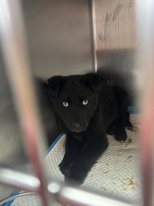 Tigger, an adoptable Australian Shepherd in Burnsville, NC