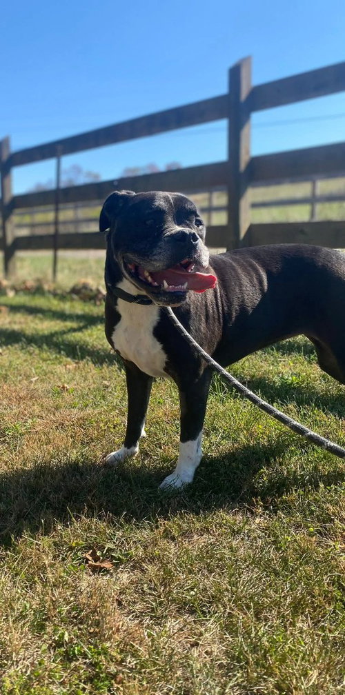 Pepper, an adoptable American Bulldog in Burnsville, NC