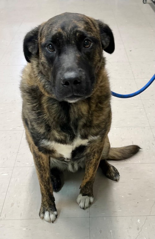 Beast, an adoptable Labrador Retriever in Burnsville, NC