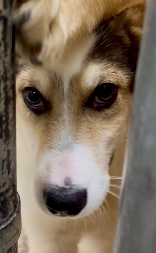 picture of the dog needing adoption