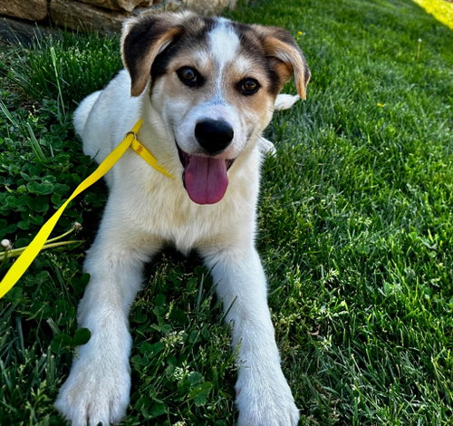 Chomper, an adoptable Great Pyrenees in Burnsville, NC