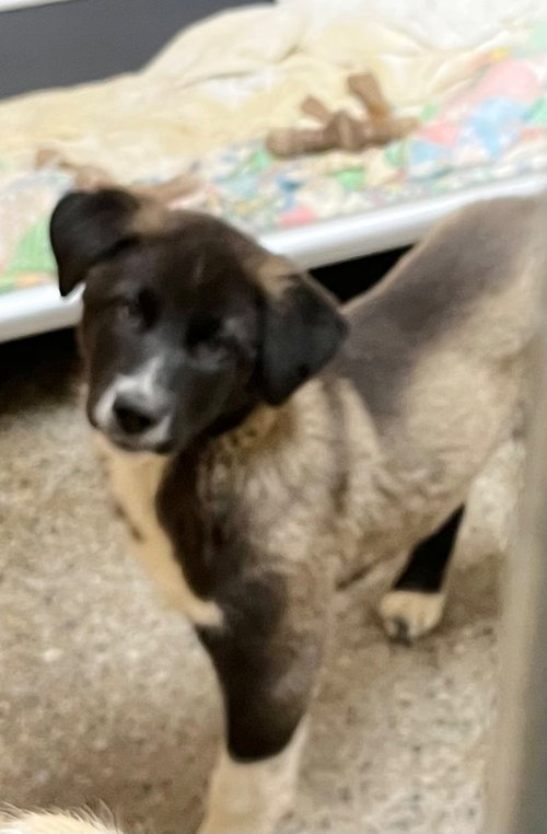 Ducky, an adoptable Great Pyrenees in Burnsville, NC