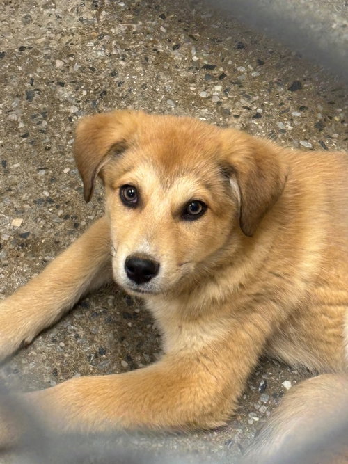 Littlefoot, an adoptable Great Pyrenees in Burnsville, NC