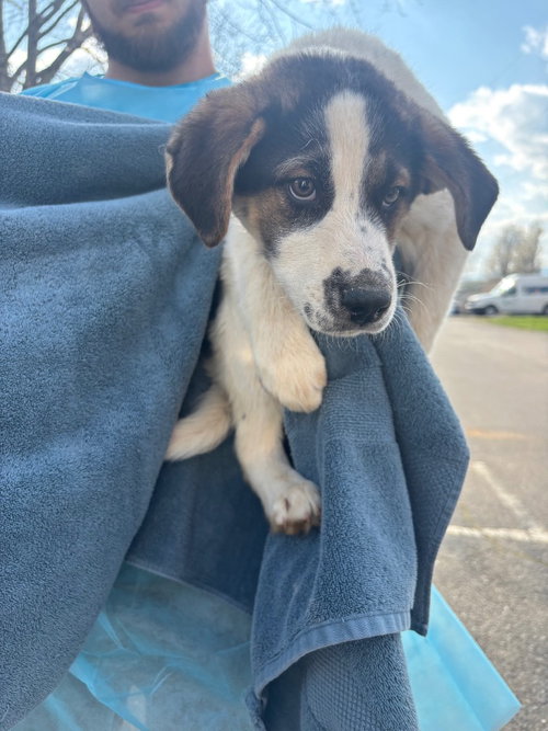 Spike, an adoptable Great Pyrenees in Burnsville, NC