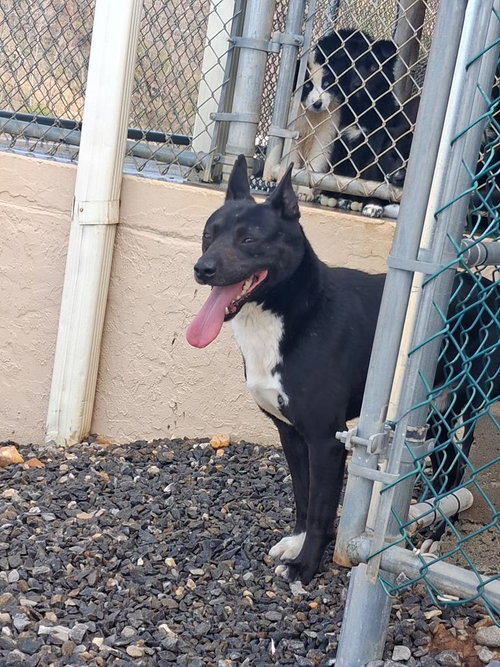 Sprout, an adoptable Border Collie in Burnsville, NC