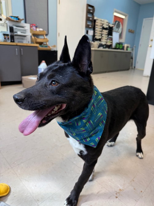 picture of the dog needing adoption